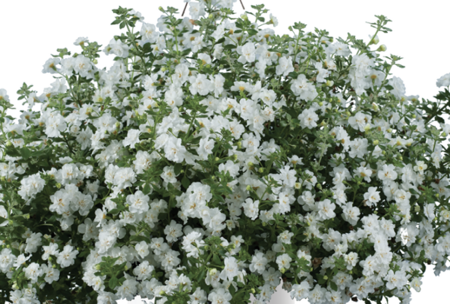 Bakopa 'Scopia Double Snowball' - Sutera diffusus 'Scopia Double Snowball'