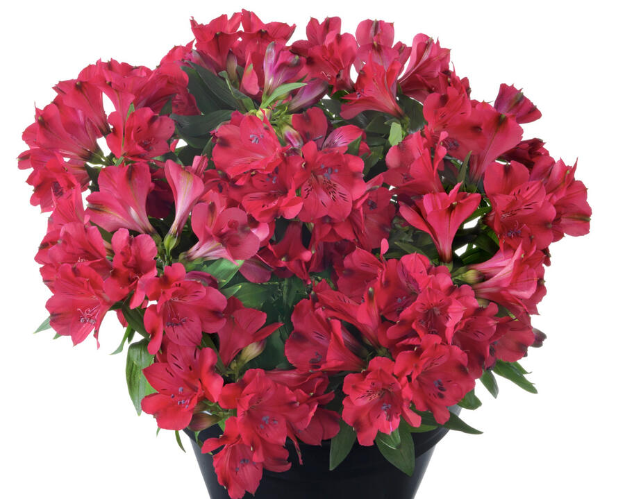 Alstromérie, boubelka 'Inticantcha Valleta' - Alstroemeria hybrida 'Inticantcha Valleta'