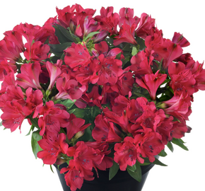 Alstromérie, boubelka 'Inticantcha Valleta' - Alstroemeria hybrida 'Inticantcha Valleta'