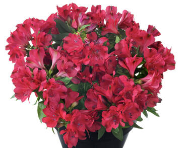 Alstromérie, boubelka 'Inticantcha Valletta'