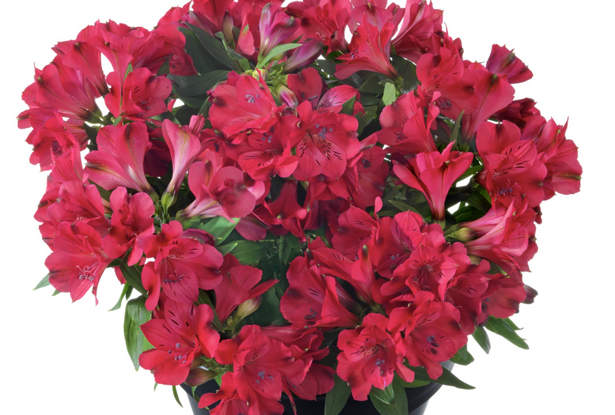 Alstromérie, boubelka 'Inticantcha Valletta' - Alstroemeria hybrida 'Inticantcha Valletta'