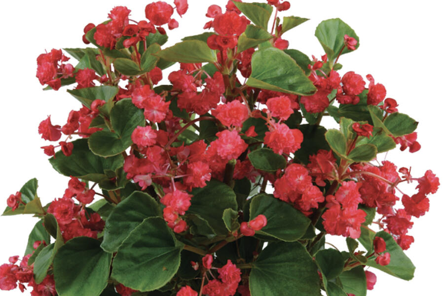 Begónie stálokvětá, ledovka, voskovka 'Paso Doble Cherry Red' - Begonia semperflorens 'Paso Doble Cherry Red'