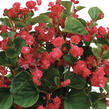 Begónie stálokvětá, ledovka, voskovka 'Paso Doble Cherry Red' - Begonia semperflorens 'Paso Doble Cherry Red'