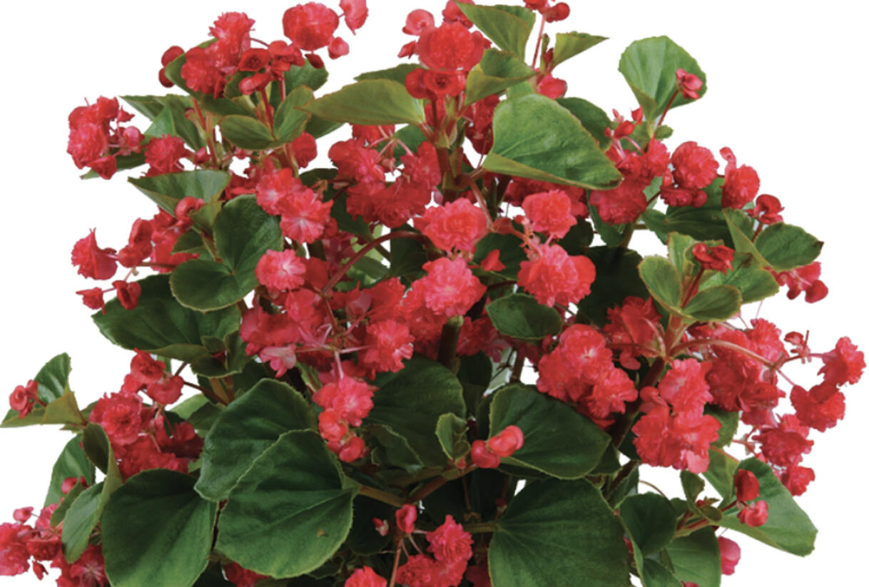 Begónie stálokvětá, ledovka, voskovka 'Paso Doble Cherry Red' - Begonia semperflorens 'Paso Doble Cherry Red'