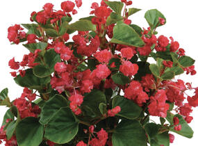 Begónie stálokvětá, ledovka, voskovka 'Paso Doble Cherry Red' - Begonia semperflorens 'Paso Doble Cherry Red'