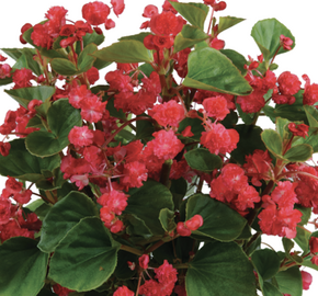 Begónie stálokvětá, ledovka, voskovka 'Paso Doble Cherry Red' - Begonia semperflorens 'Paso Doble Cherry Red'