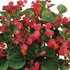 Begonia semperflorens 'Paso Doble Cherry Red'.png
