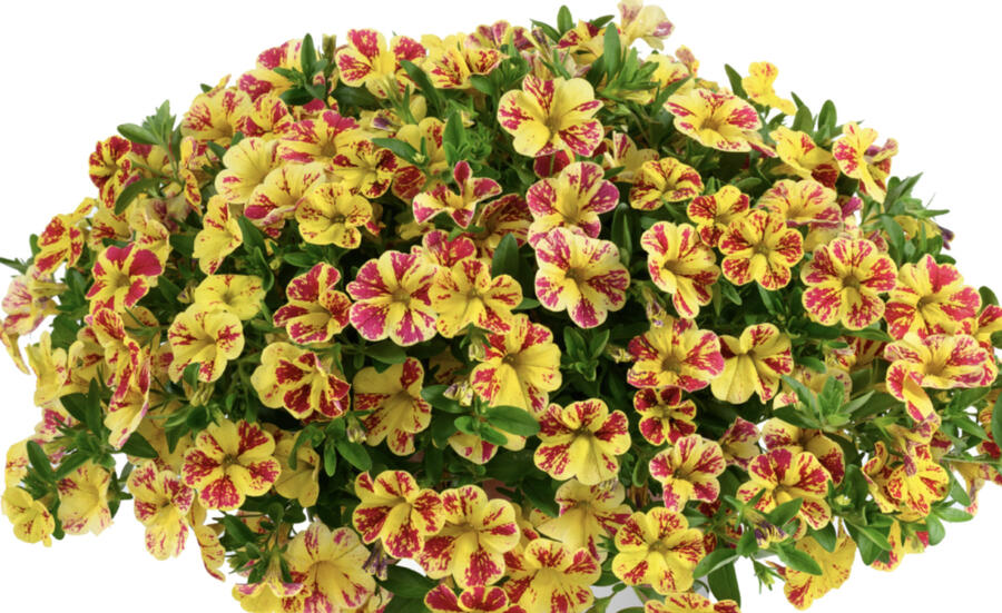 Minipetúnie, Million Bells 'Lia Bubblegum' - Calibrachoa hybrida 'Lia Abstract Lemon Cherry'