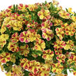 Minipetúnie, Million Bells 'Lia Bubblegum' - Calibrachoa hybrida 'Lia Abstract Lemon Cherry'