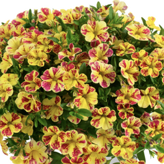 Minipetúnie, Million Bells 'Lia Bubblegum' - Calibrachoa hybrida 'Lia Abstract Lemon Cherry'