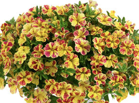 Minipetúnie, Million Bells 'Lia Bubblegum' - Calibrachoa hybrida 'Lia Abstract Lemon Cherry'