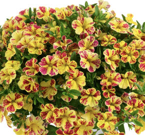 Minipetúnie, Million Bells 'Lia Bubblegum'