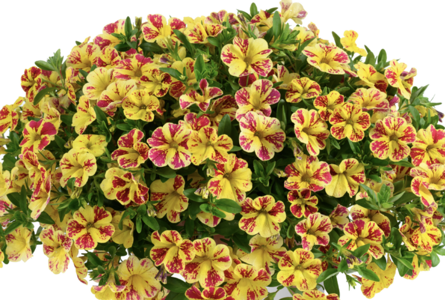 Minipetúnie, Million Bells 'Lia Bubblegum' - Calibrachoa hybrida 'Lia Abstract Lemon Cherry'