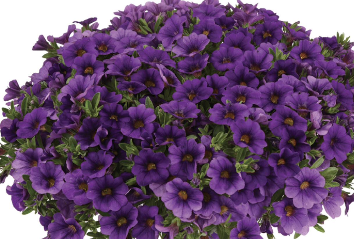 Minipetúnie, Million Bells 'Lia Blue' - Calibrachoa hybrida 'Lia Blue'