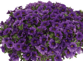 Minipetúnie, Million Bells 'Lia Blue' - Calibrachoa hybrida 'Lia Blue'