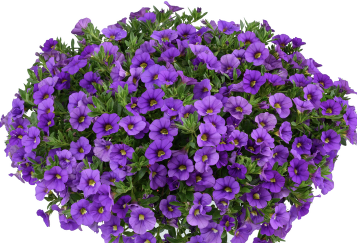 Minipetúnie, Million Bells 'Lia Violet' - Calibrachoa hybrida 'Lia Violet'