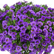 Minipetúnie, Million Bells 'Lia Violet' - Calibrachoa hybrida 'Lia Violet'