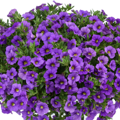 Minipetúnie, Million Bells 'Lia Violet' - Calibrachoa hybrida 'Lia Violet'