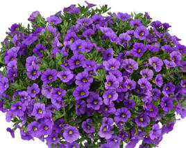 Minipetúnie, Million Bells 'Lia Violet'