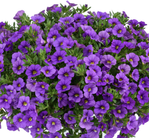 Minipetúnie, Million Bells 'Lia Violet' - Calibrachoa hybrida 'Lia Violet'
