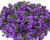 Minipetúnie, Million Bells 'Lia Violet'