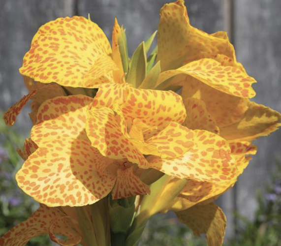 Dosna indická 'Cannova F1 Golden Leopard' - Canna indica 'Cannova F1 Golden Leopard'