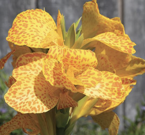 Dosna indická 'Cannova F1 Golden Leopard' - Canna indica 'Cannova F1 Golden Leopard'