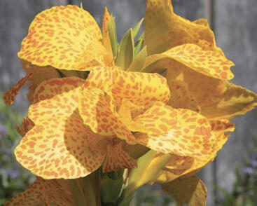 Dosna indická 'Cannova F1 Golden Leopard'