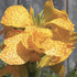 Canna indica 'Cannova F1 Golden Leopard'.png