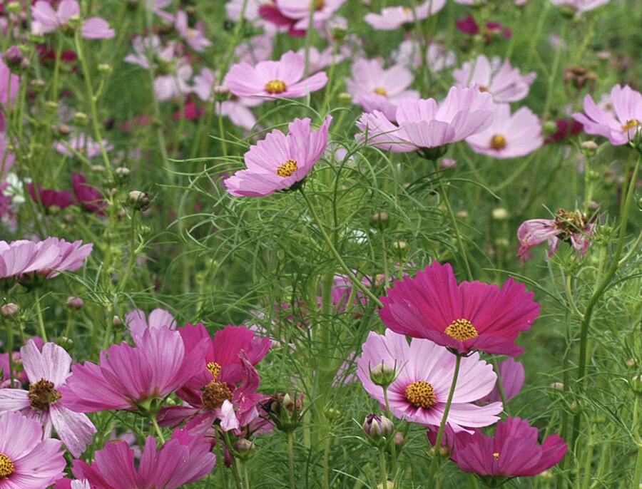 Krásenka zpeřená 'Sensation' mix - Cosmos bipinnatus 'Sensation' mix