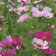 Krásenka zpeřená 'Sensation' mix - Cosmos bipinnatus 'Sensation' mix