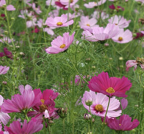 Krásenka zpeřená 'Sensation' mix