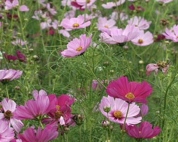 Krásenka zpeřená 'Sensation' mix