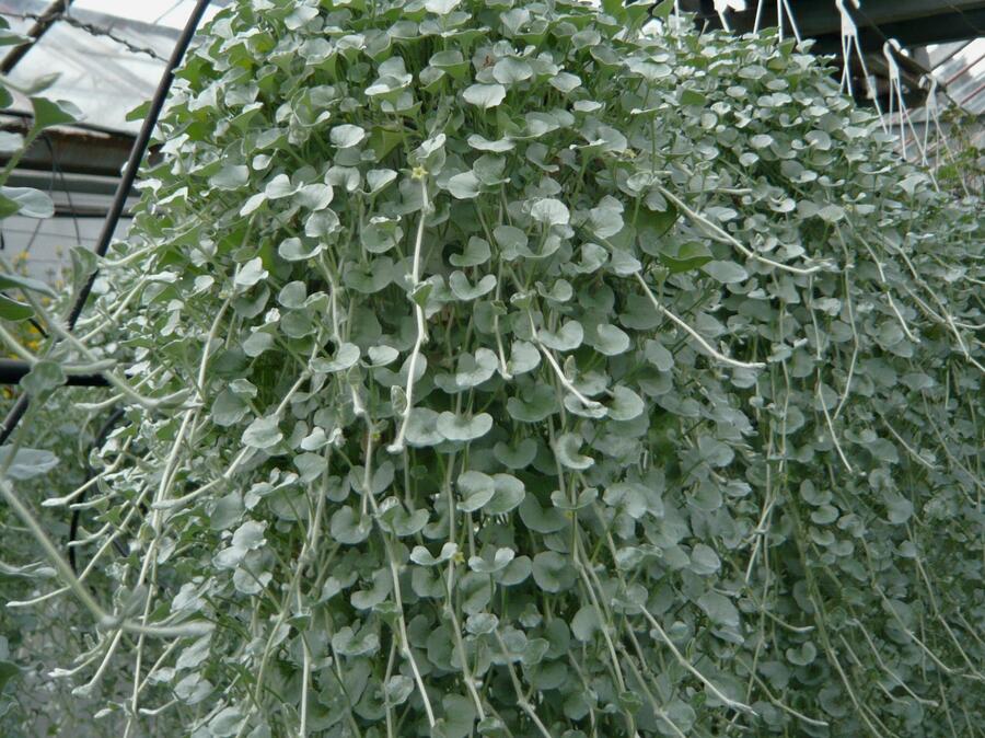 Stříbrný déšť - Dichondra argentea