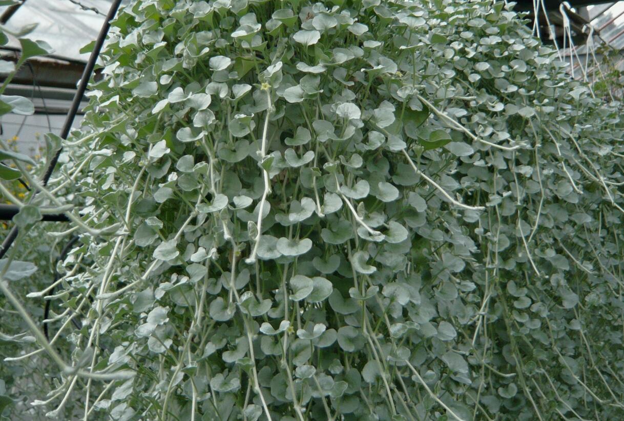 Stříbrný déšť - Dichondra argentea