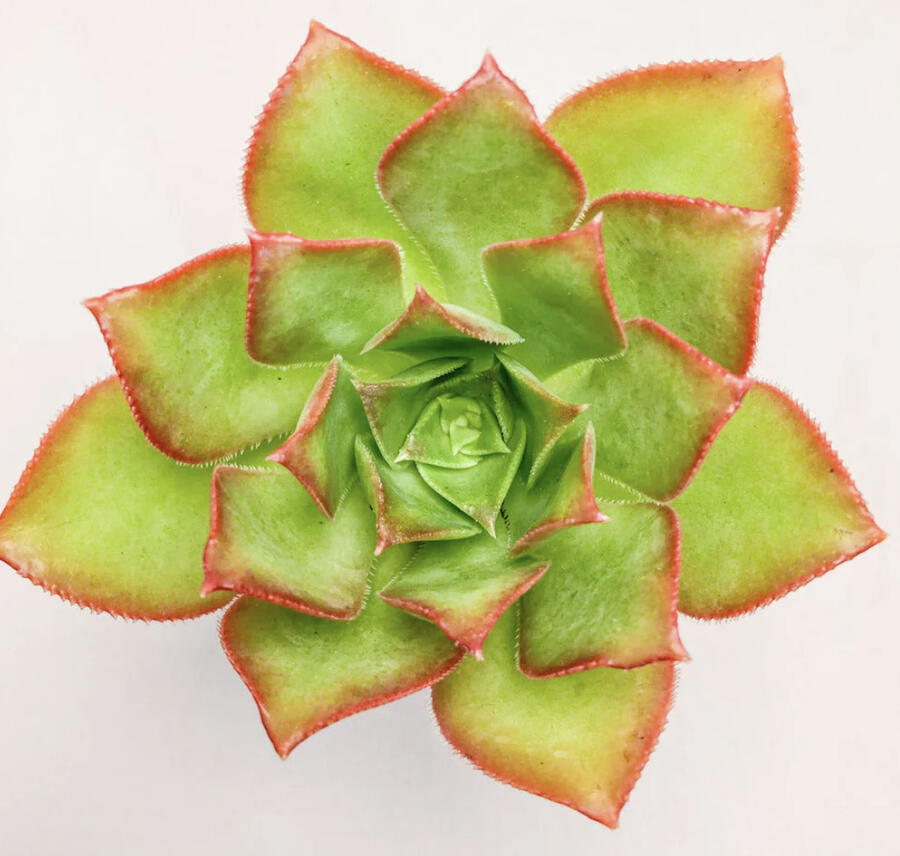 Eonium, růžicovka 'Kiwi' - Aeonium davidbramwellii 'Kiwi'