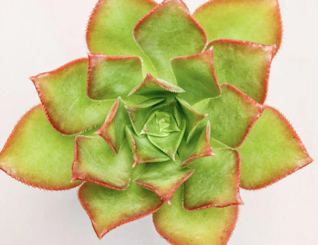 Aeonium, růžicovka 'Kiwi' - Aeonium davidbramwellii 'Kiwi'