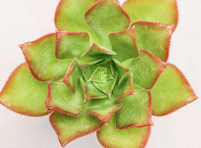 Aeonium, růžicovka 'Kiwi' - Aeonium davidbramwellii 'Kiwi'