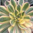 Eonium, růžicovka 'Starburst' - Aeonium davidbramwellii 'Starburst'