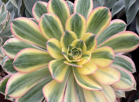 Aeonium, růžicovka 'Starburst' - Aeonium davidbramwellii 'Starburst'