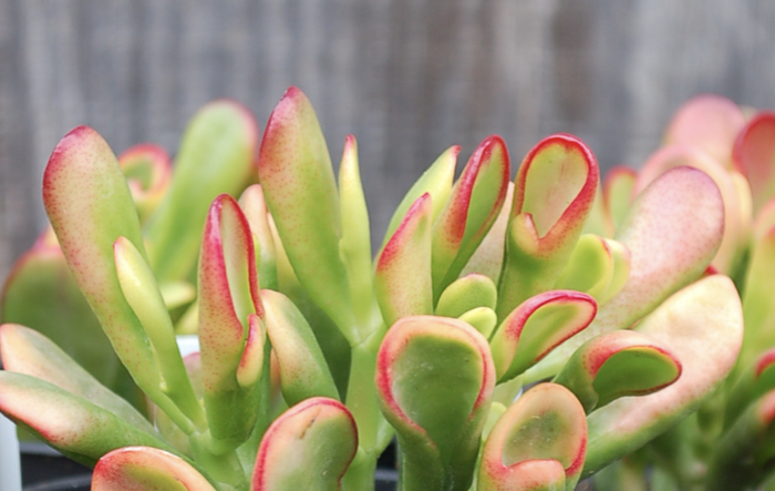 Tlustice vejčitá 'Horntree Tricolor' - Crassula ovata 'Horntree Tricolor'