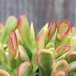 Tlustice vejčitá 'Horntree Tricolor' - Crassula ovata 'Horntree Tricolor'