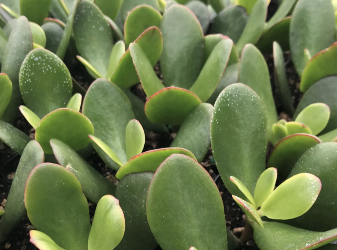 Tlustice vejčitá 'New Sunset' - Crassula ovata 'New Sunset'