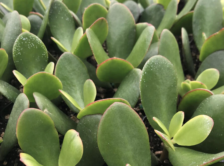 Tlustice vejčitá 'New Sunset' - Crassula ovata 'New Sunset'