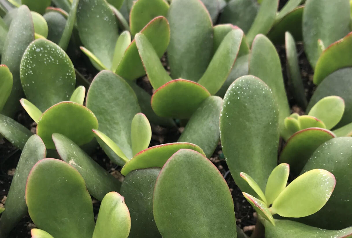 Tlustice vejčitá 'New Sunset' - Crassula ovata 'New Sunset'