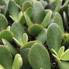 Tlustice vejčitá 'New Sunset' - Crassula ovata 'New Sunset'