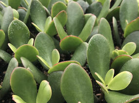 Tlustice vejčitá 'New Sunset' - Crassula ovata 'New Sunset'