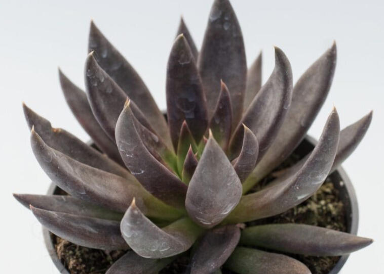 Dužnatka - Echeveria affinis