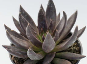 Dužnatka - Echeveria affinis