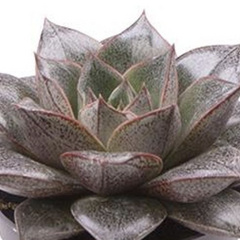 Dužnatka - Echeveria purpusorum